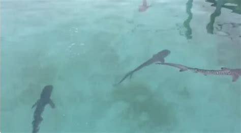 小鯊魚飼養 水管內補